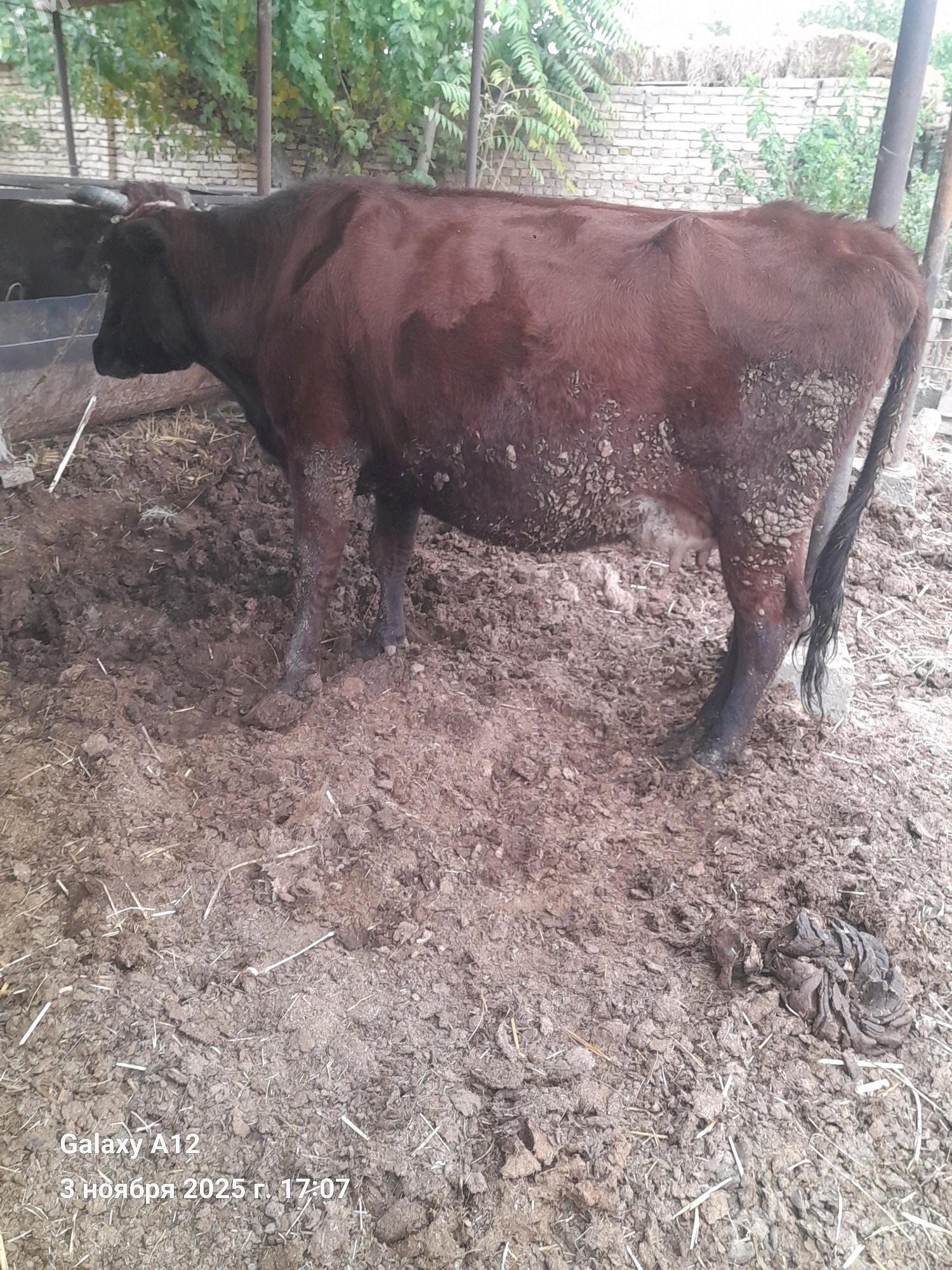 инак баклык - Çärjew - img 2