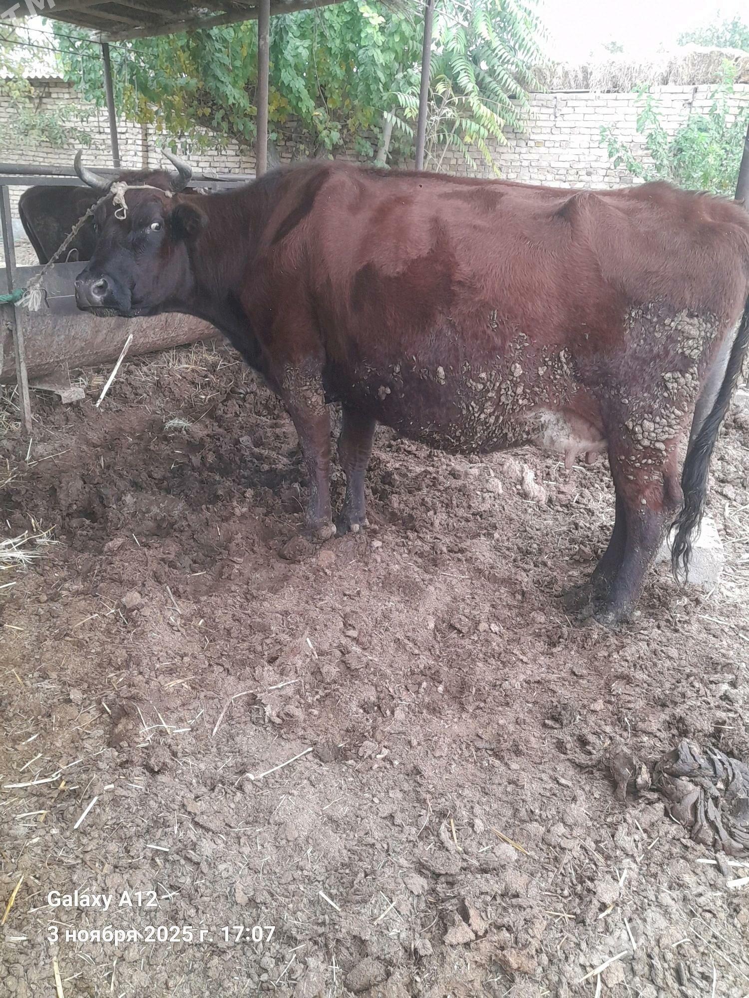 инак баклык - Çärjew - img 3