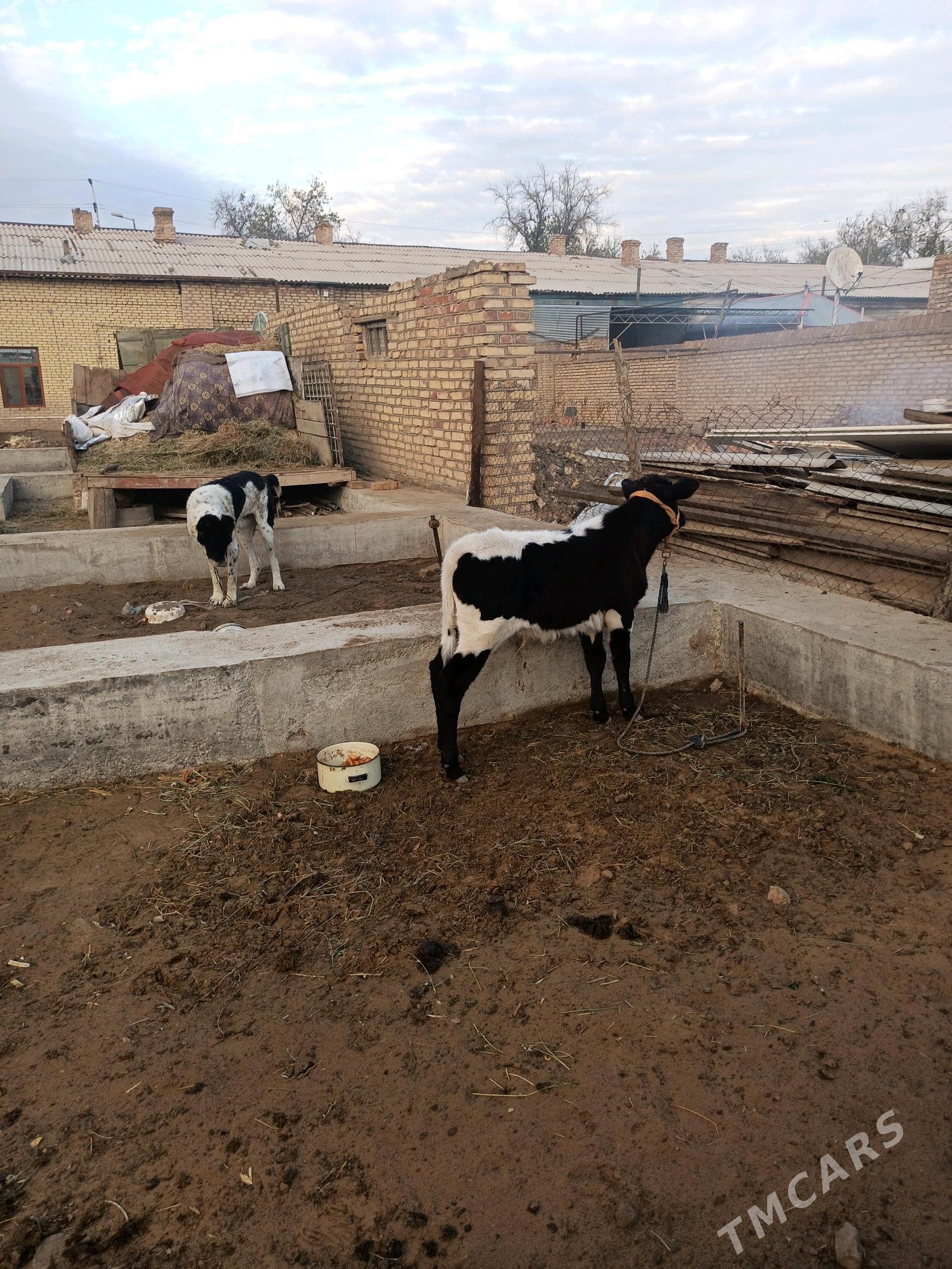 Göleli sygyr - Векильбазар - img 2