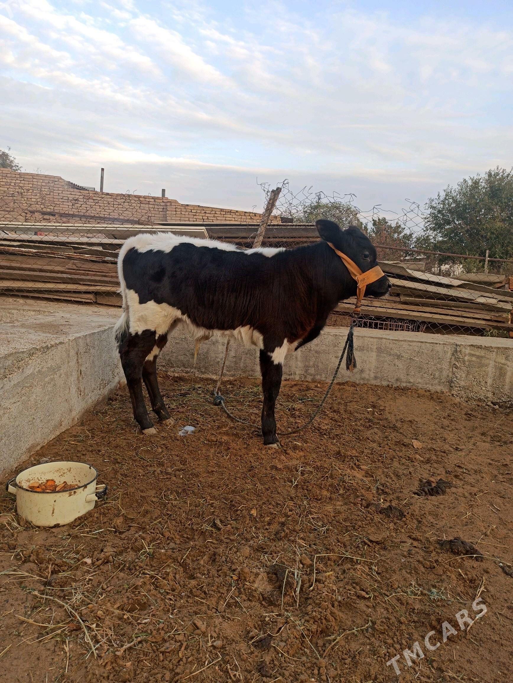 Göleli sygyr - Векильбазар - img 1