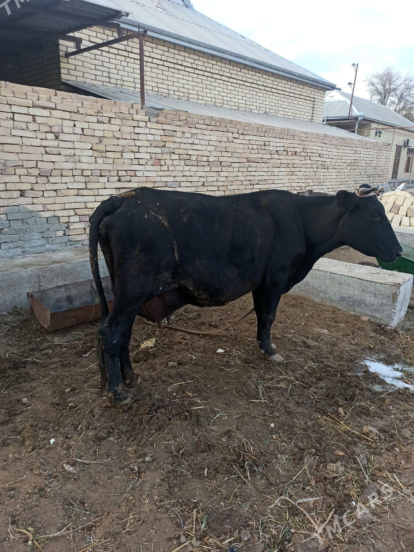 Göleli sygyr - Векильбазар - img 5