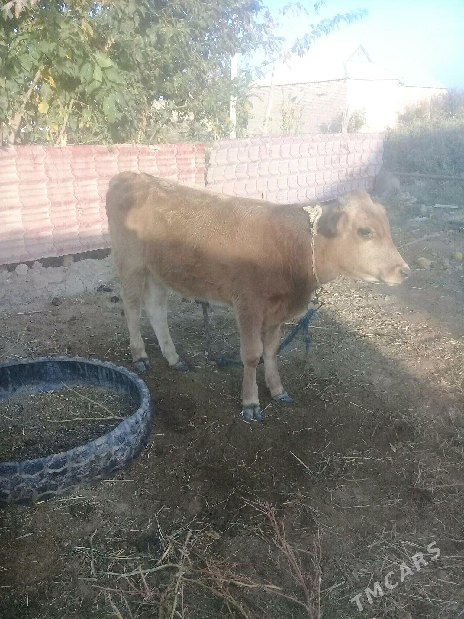 okuz - Babadaýhan - img 1