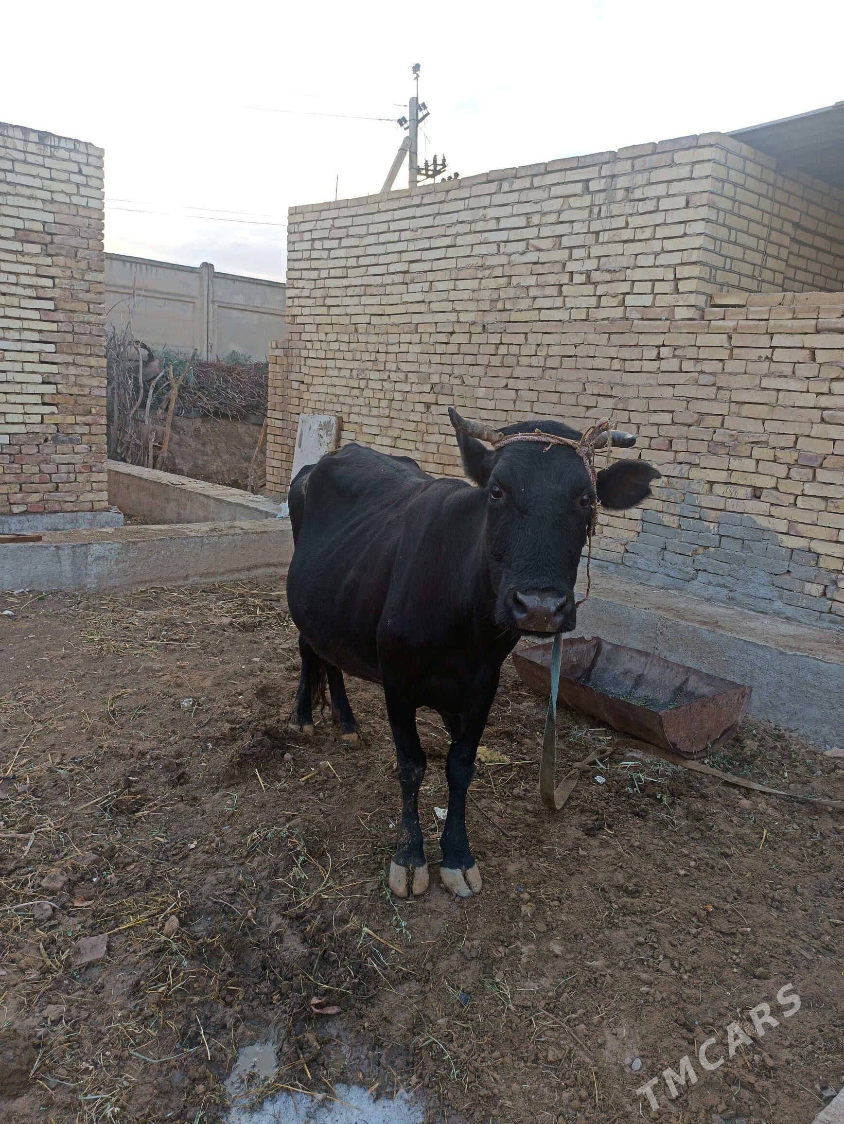 Göleli sygyr - Векильбазар - img 4