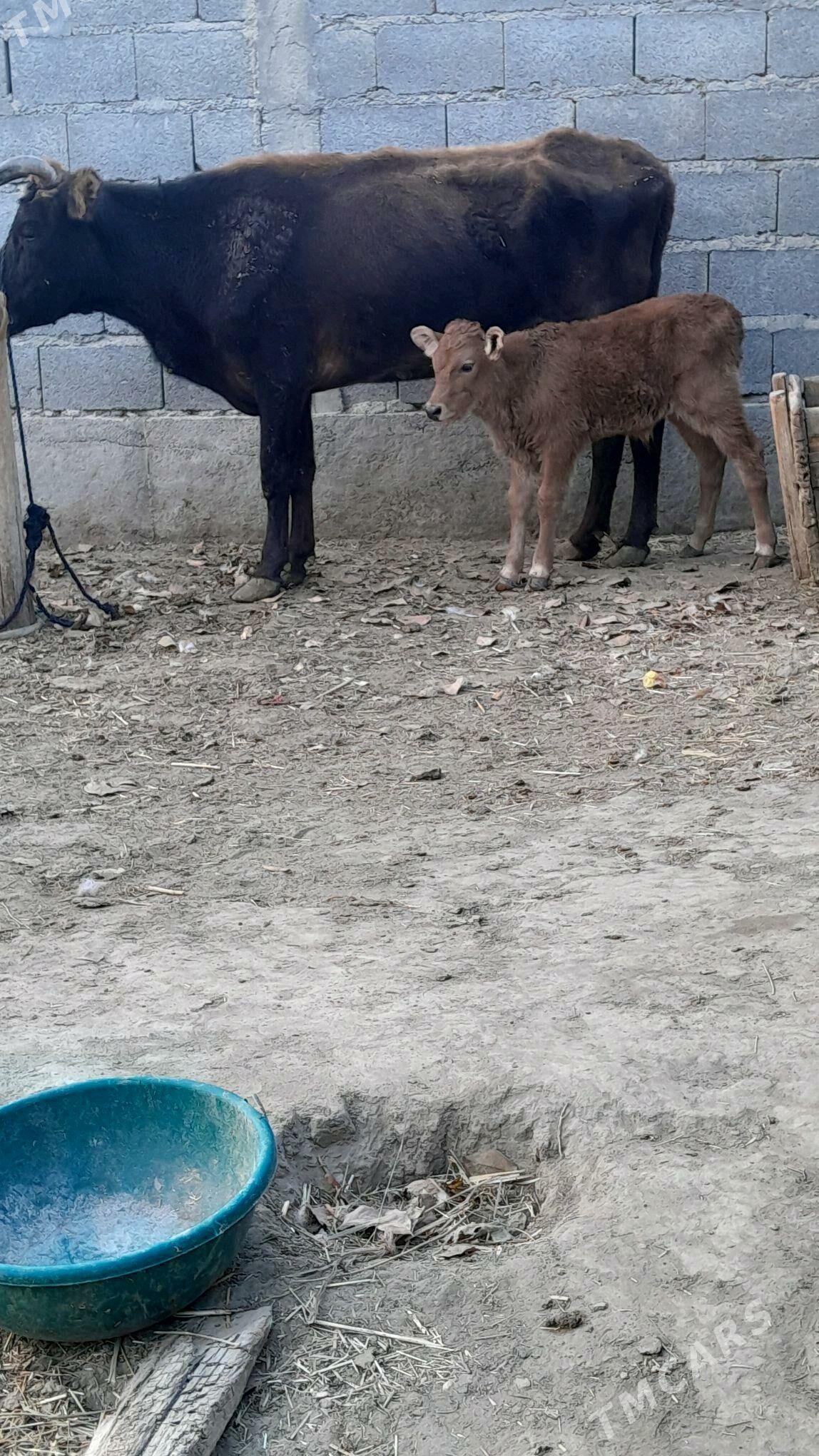 göleli sygyr - Bäherden - img 1