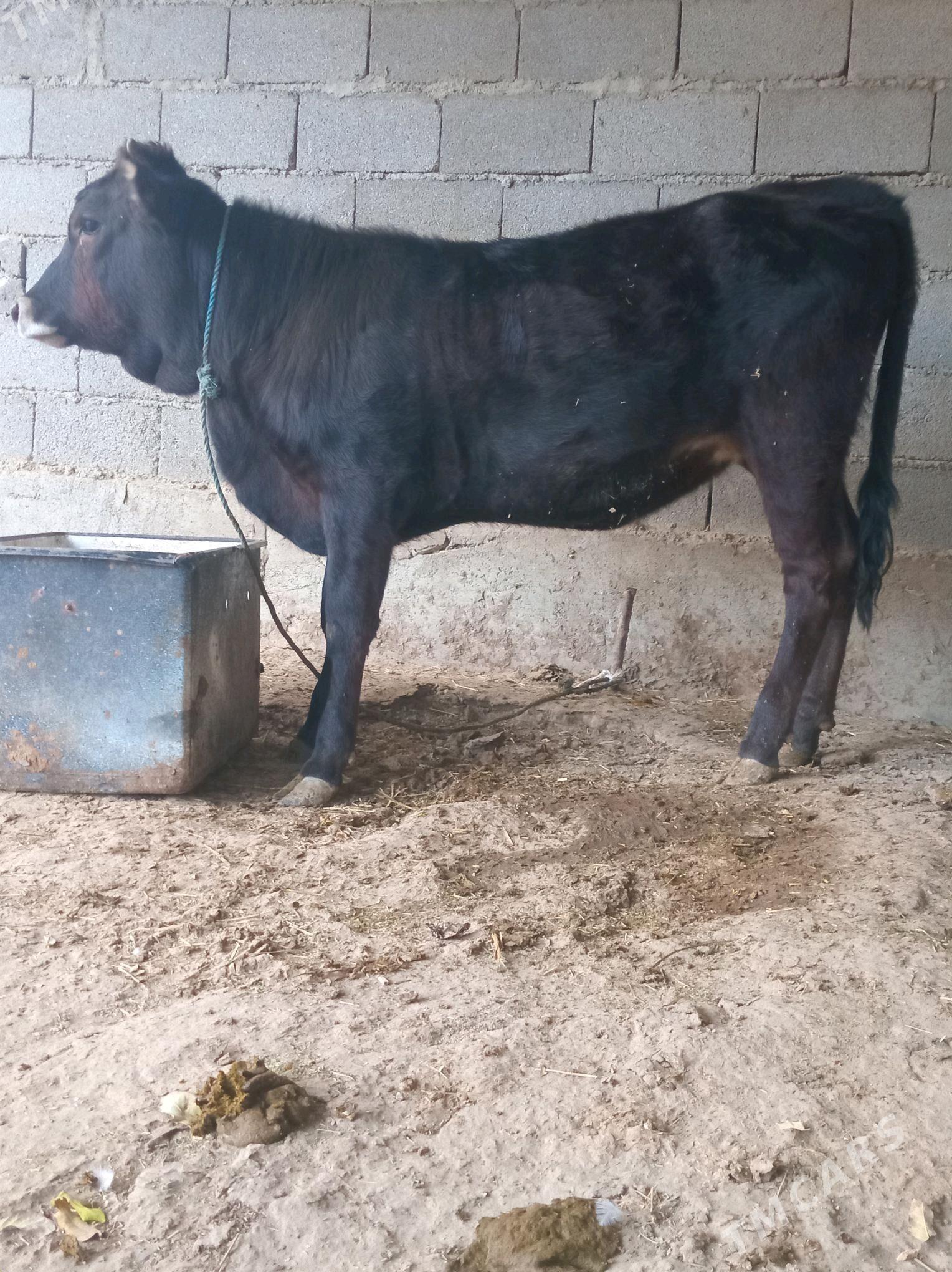 TUWE - Bäherden - img 4