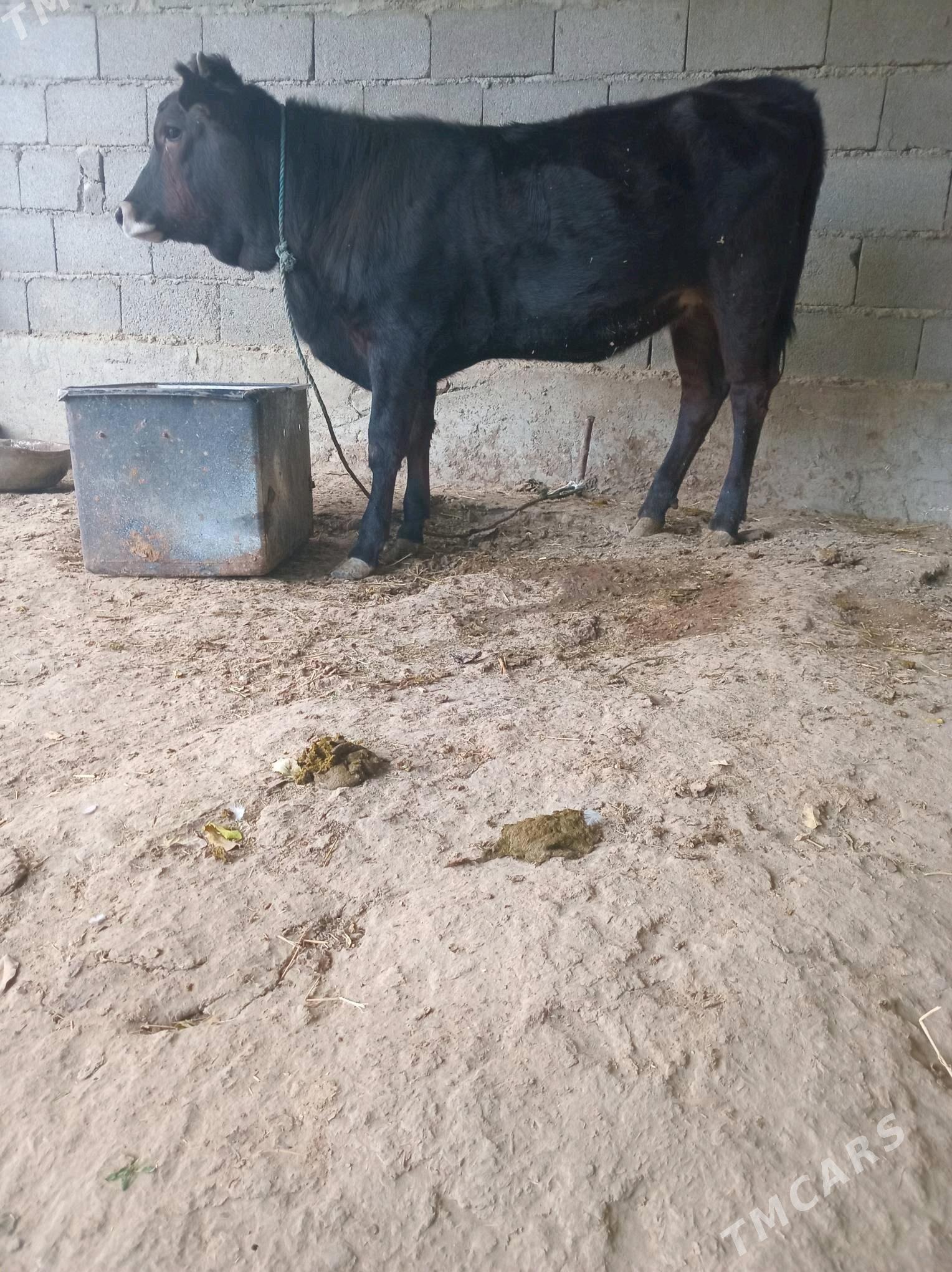 TUWE - Bäherden - img 5