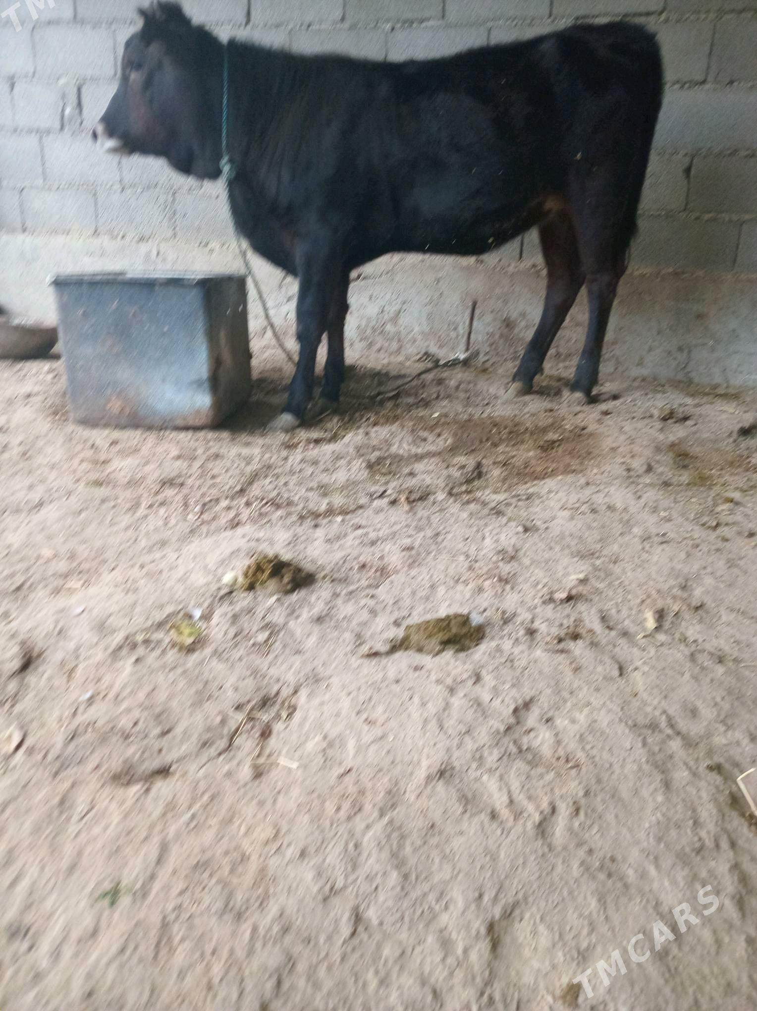 TUWE - Bäherden - img 2