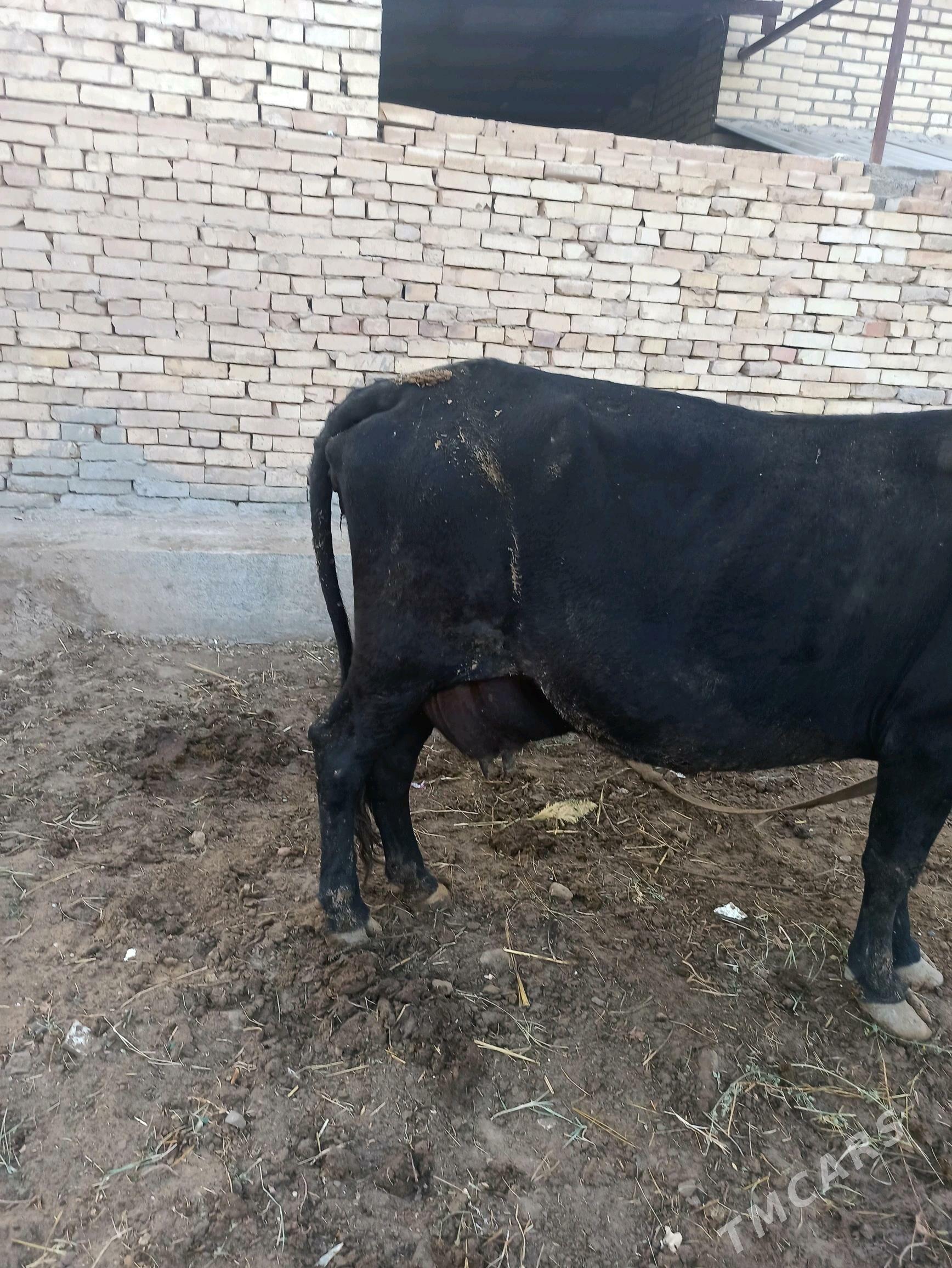 Göleli sygyr - Векильбазар - img 3