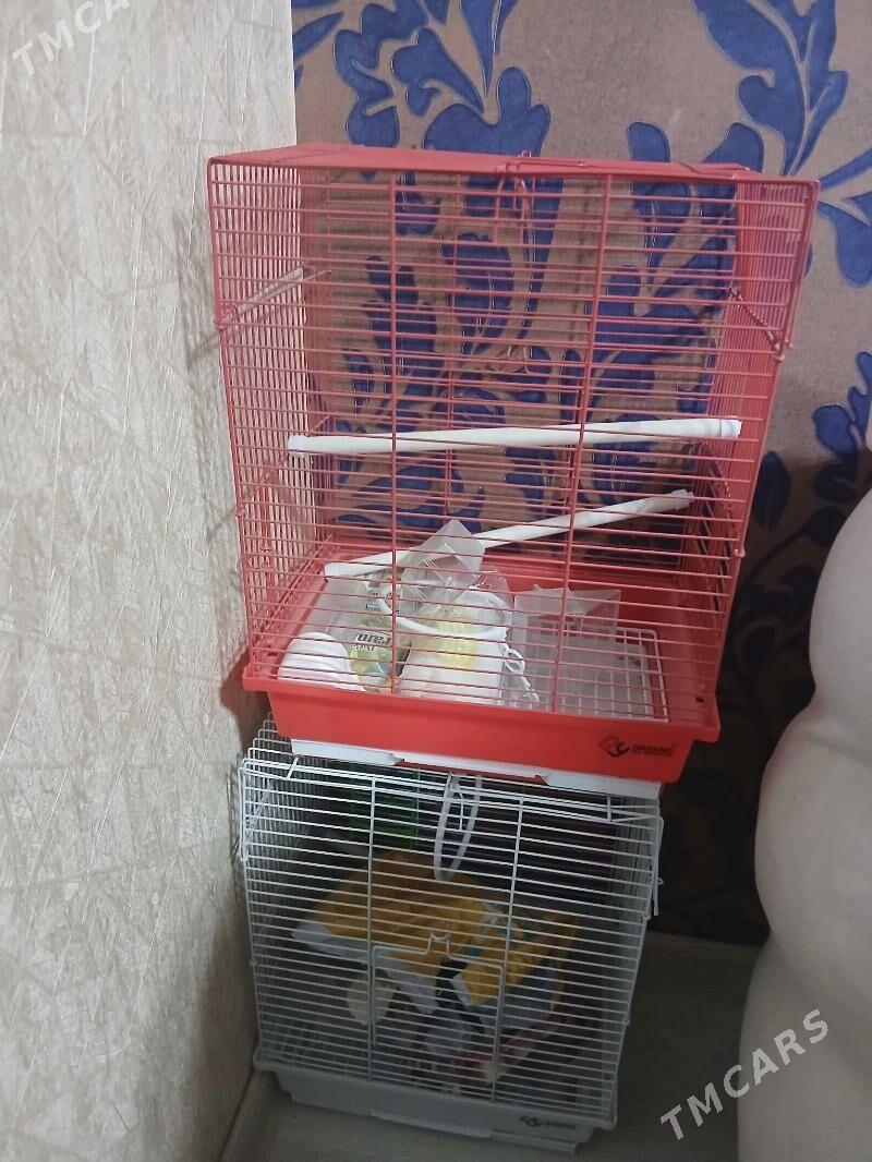 Guṣ̌ kletka - Balkanabat - img 2