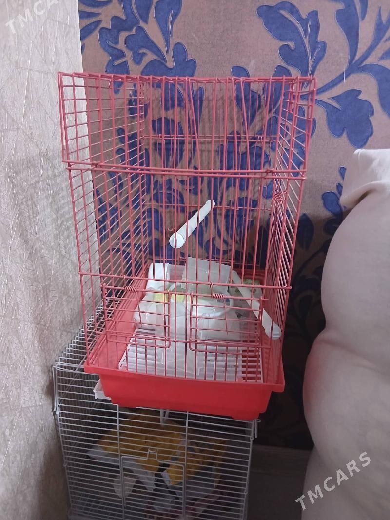 Guṣ̌ kletka - Balkanabat - img 1