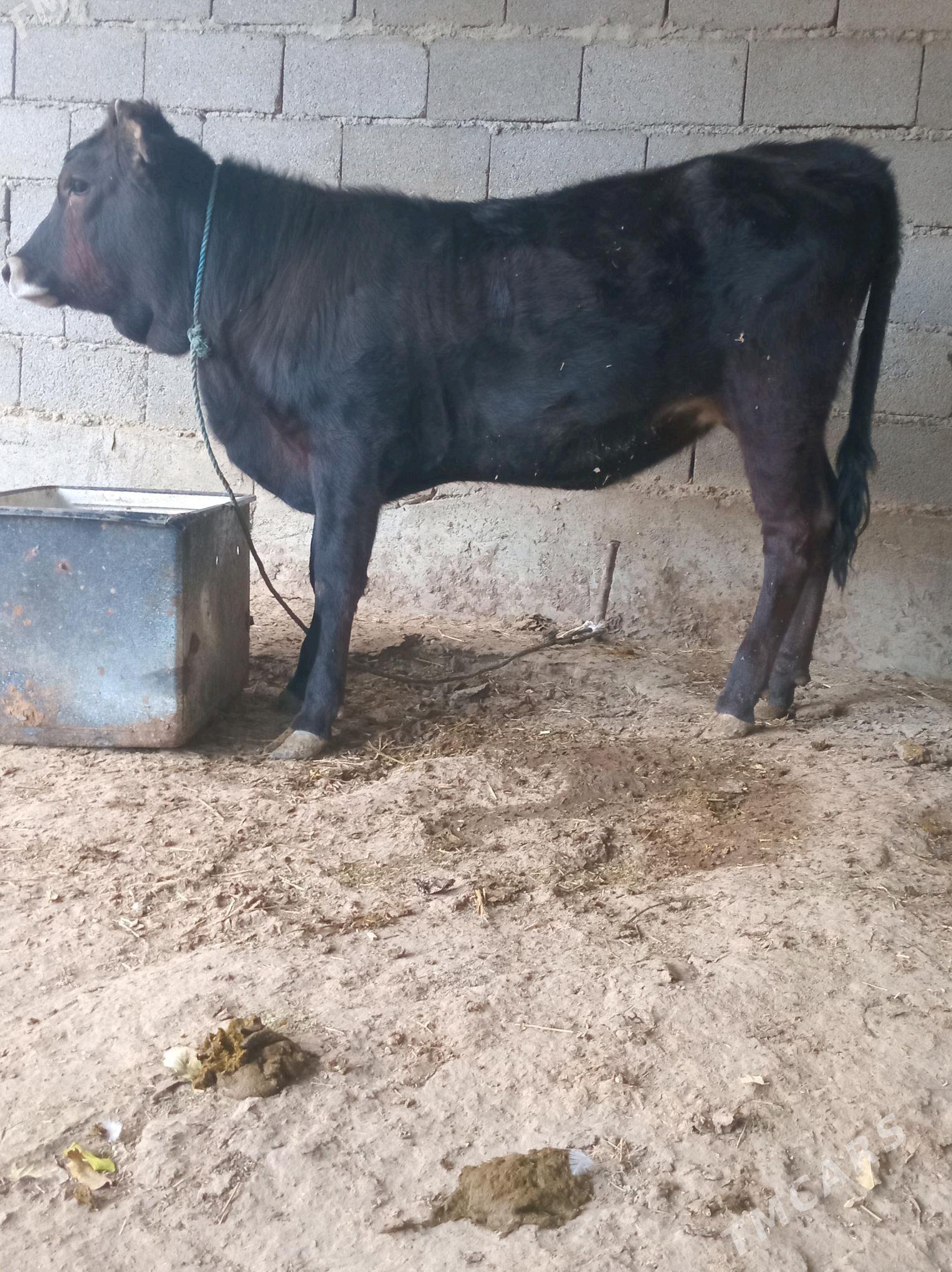 TUWE - Bäherden - img 3