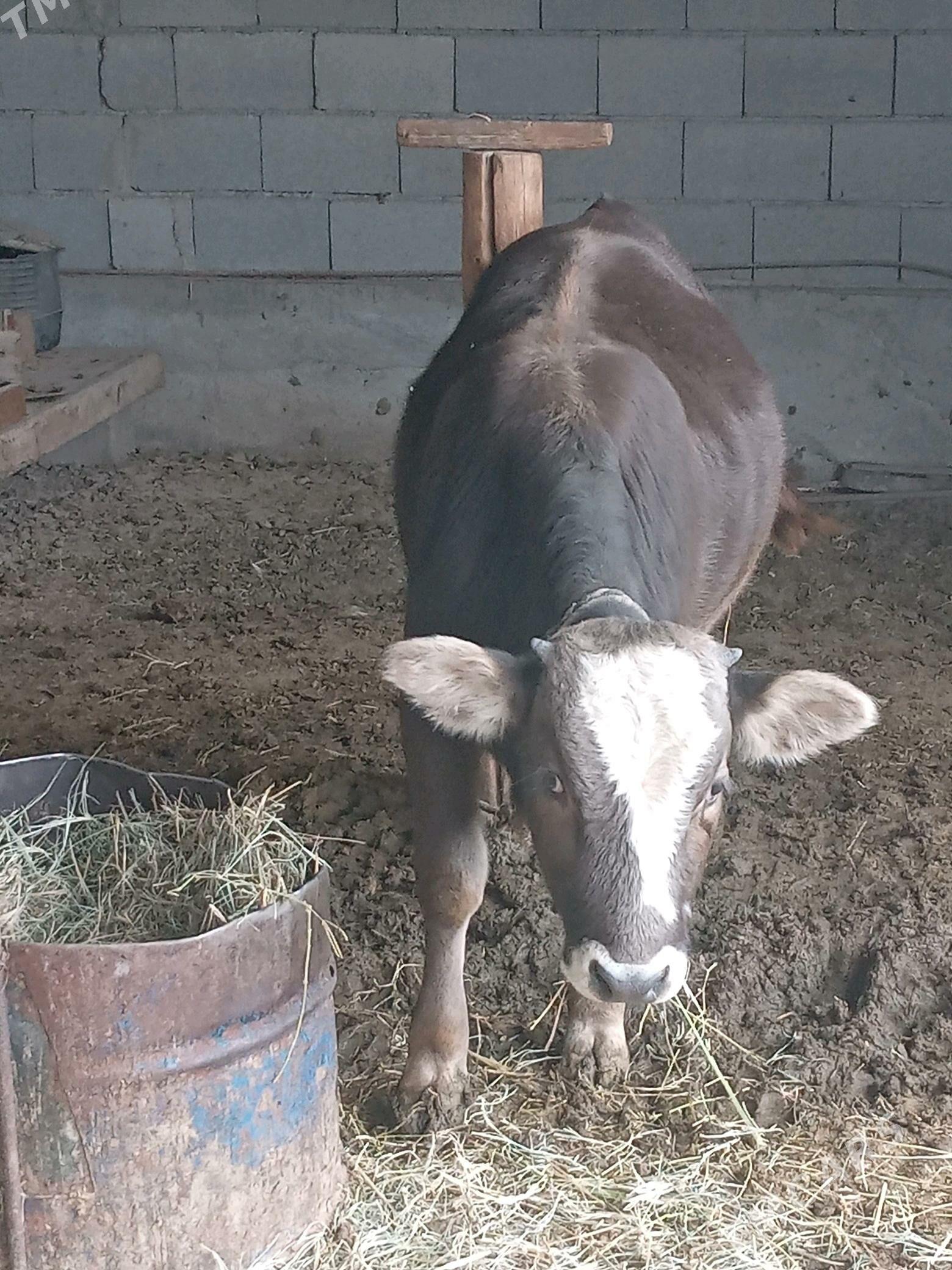 öküz. - Gökdepe - img 5