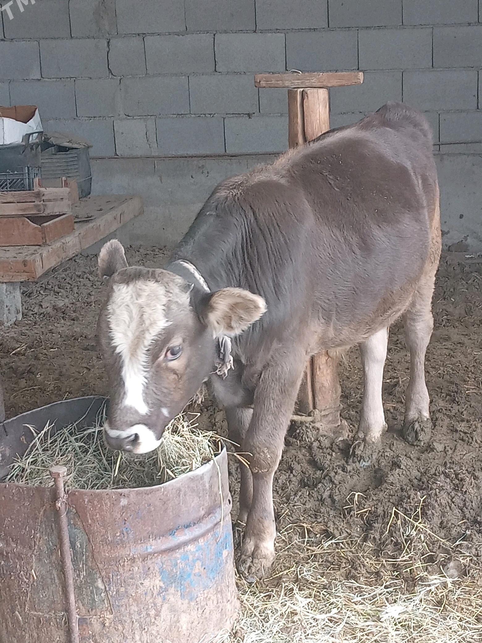 öküz. - Gökdepe - img 2