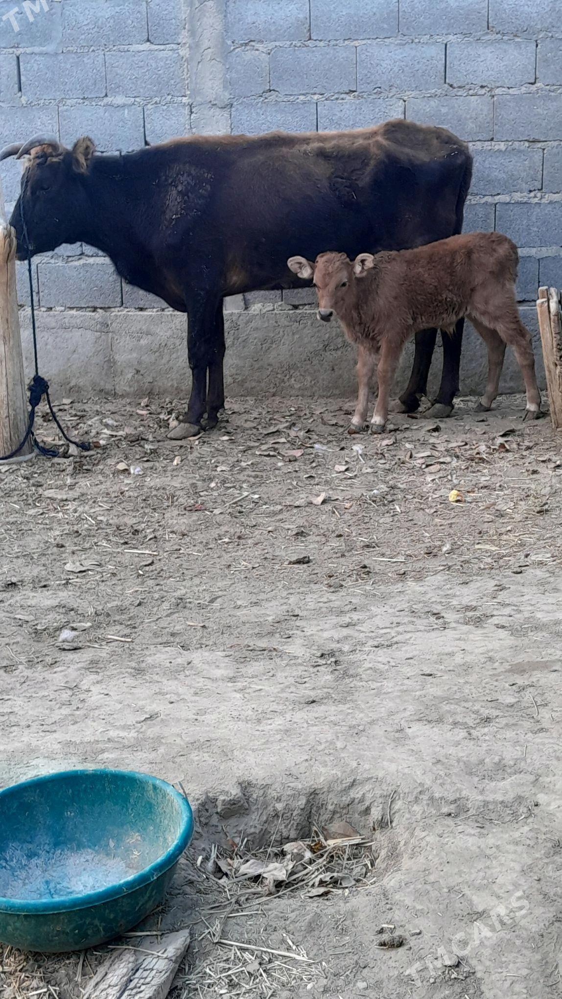 göleli sygyr - Бахарден - img 2