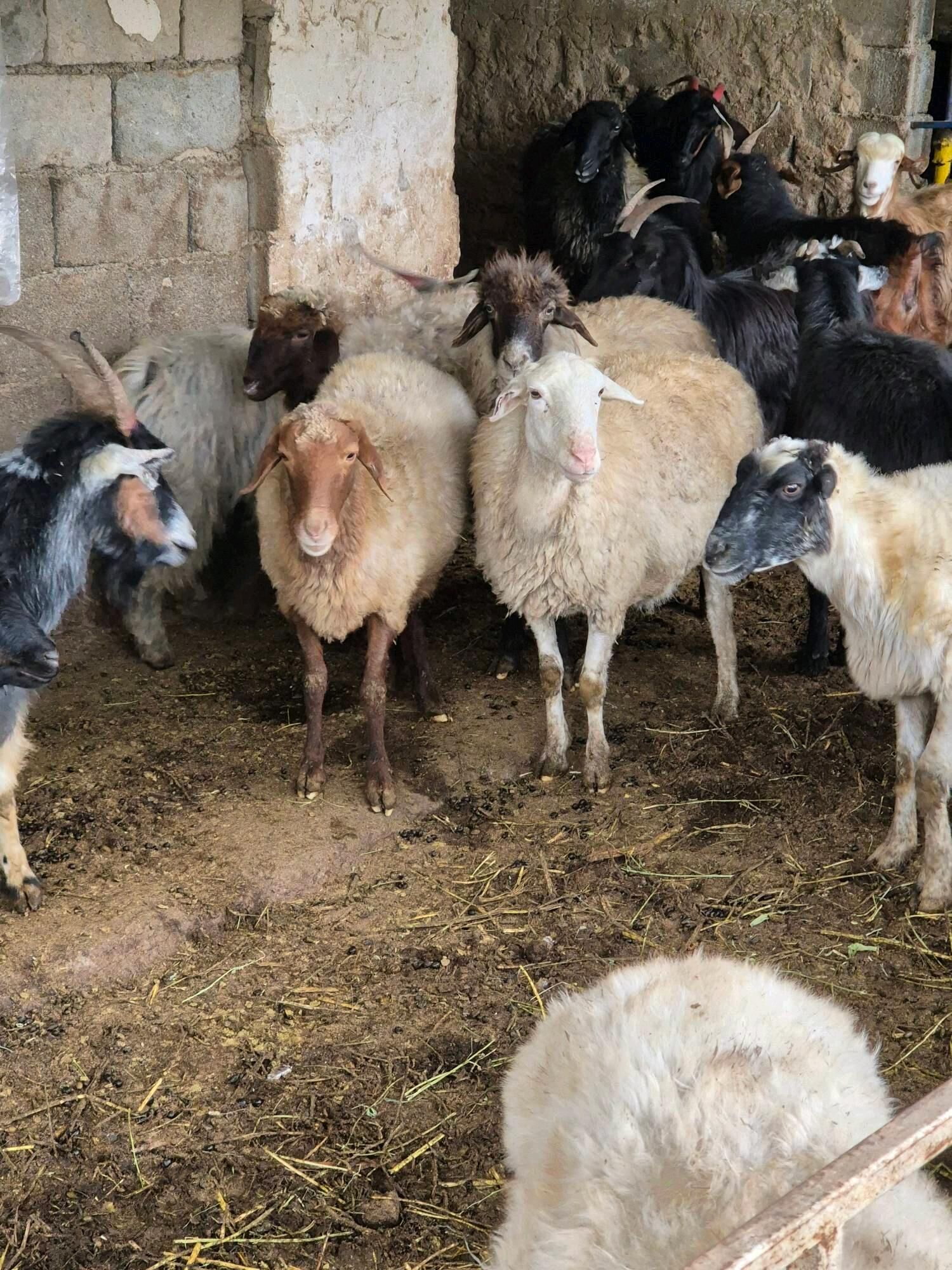 gwciy goyun - Гарадамак - img 2