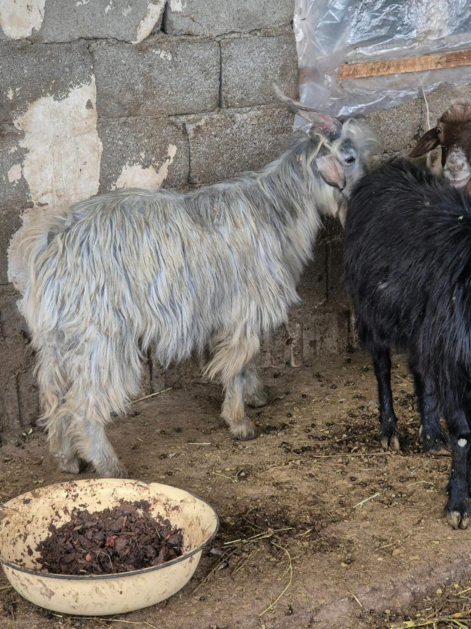 gwciy goyun - Гарадамак - img 3