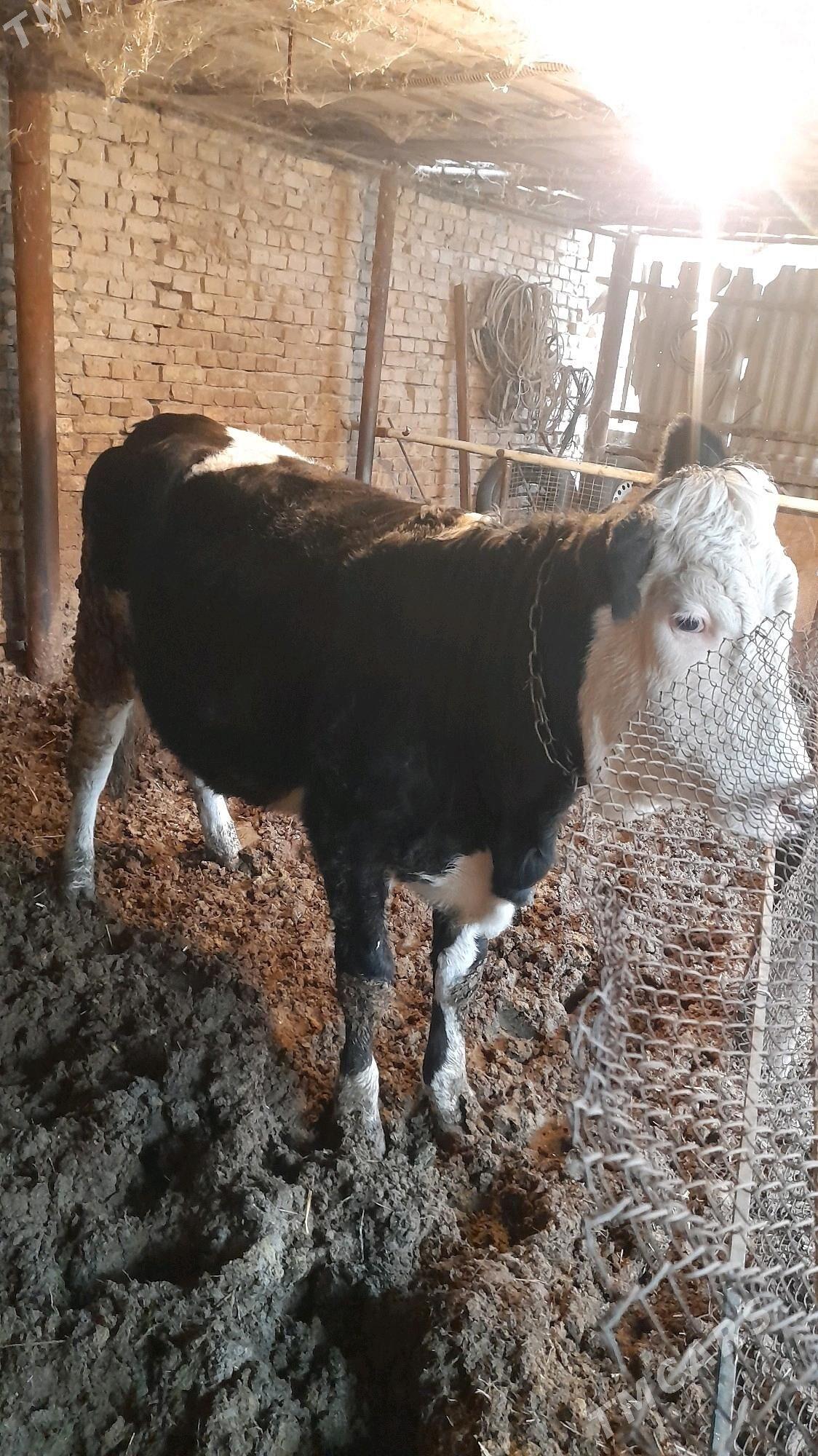 smental - Türkmenabat - img 2