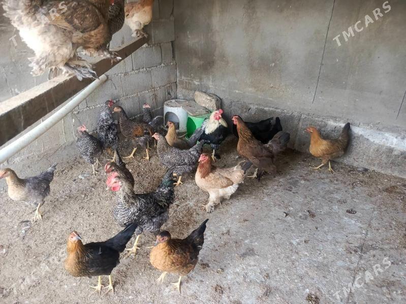 товук - Garadamak - img 2