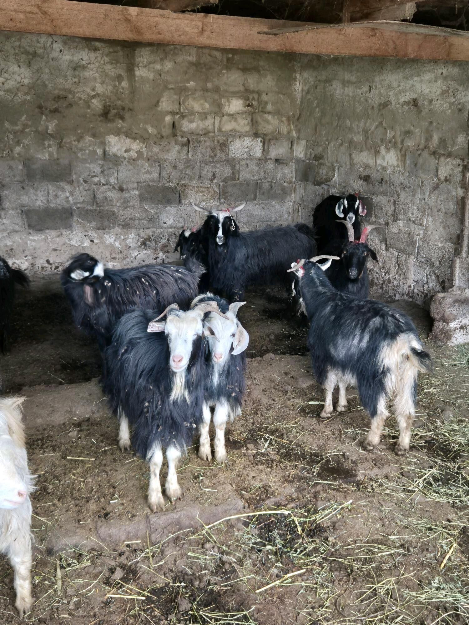 gwciy goyun - Гарадамак - img 4