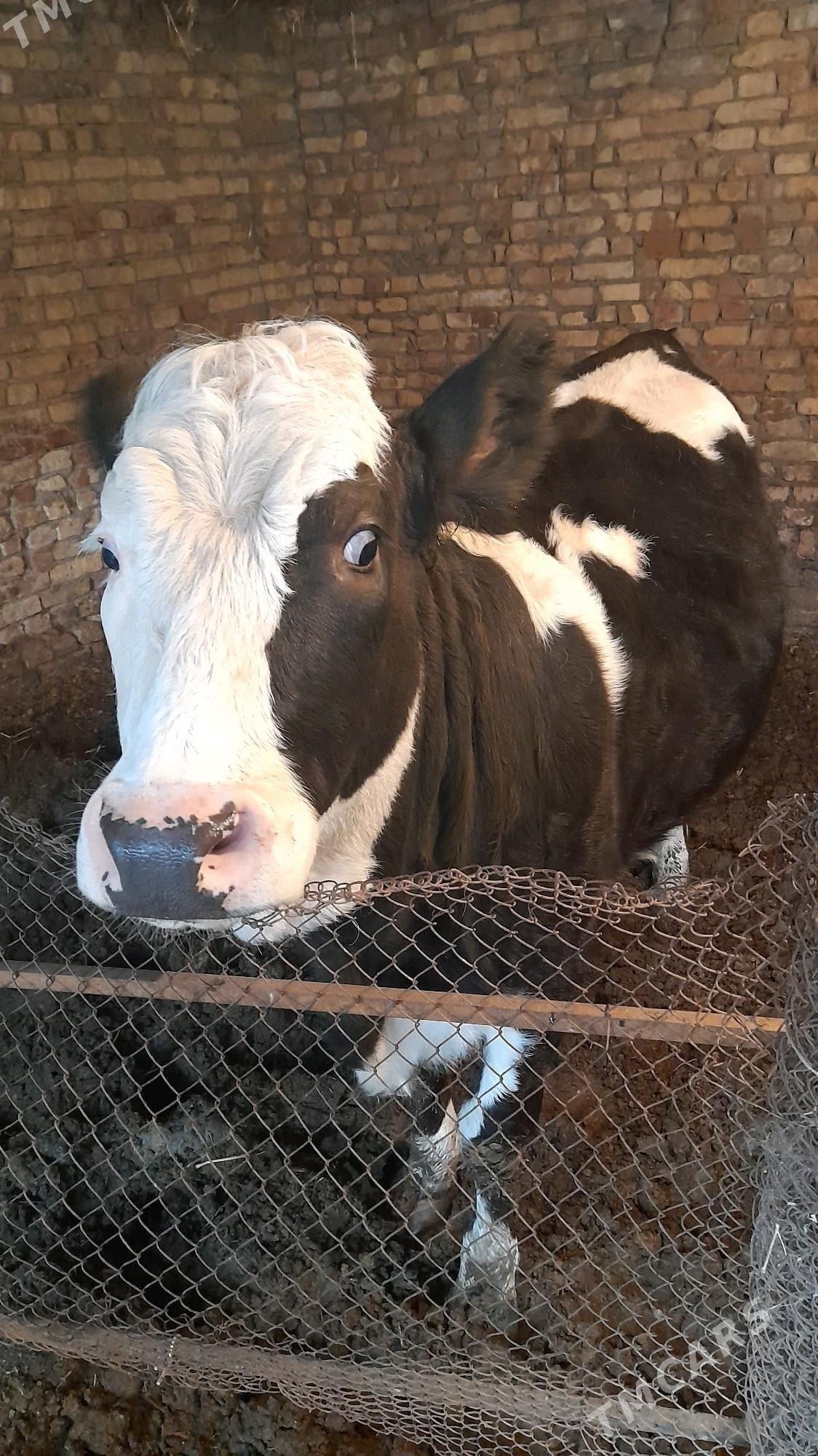 smental - Türkmenabat - img 3