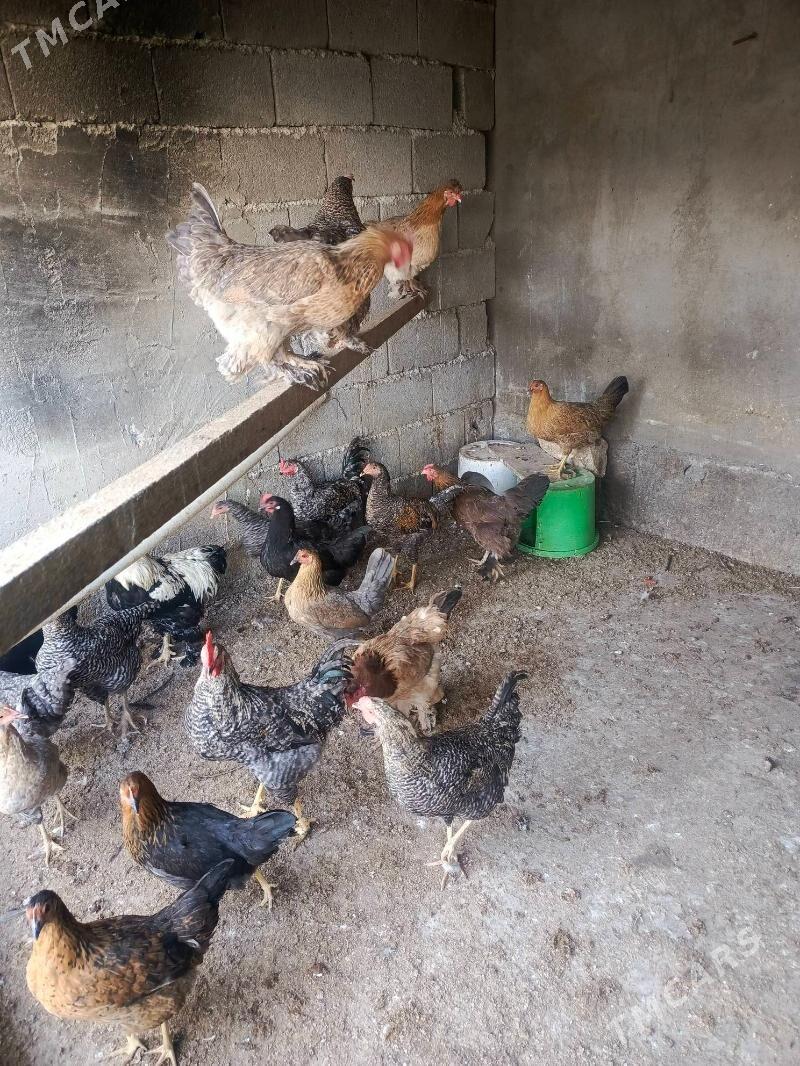 товук - Garadamak - img 4