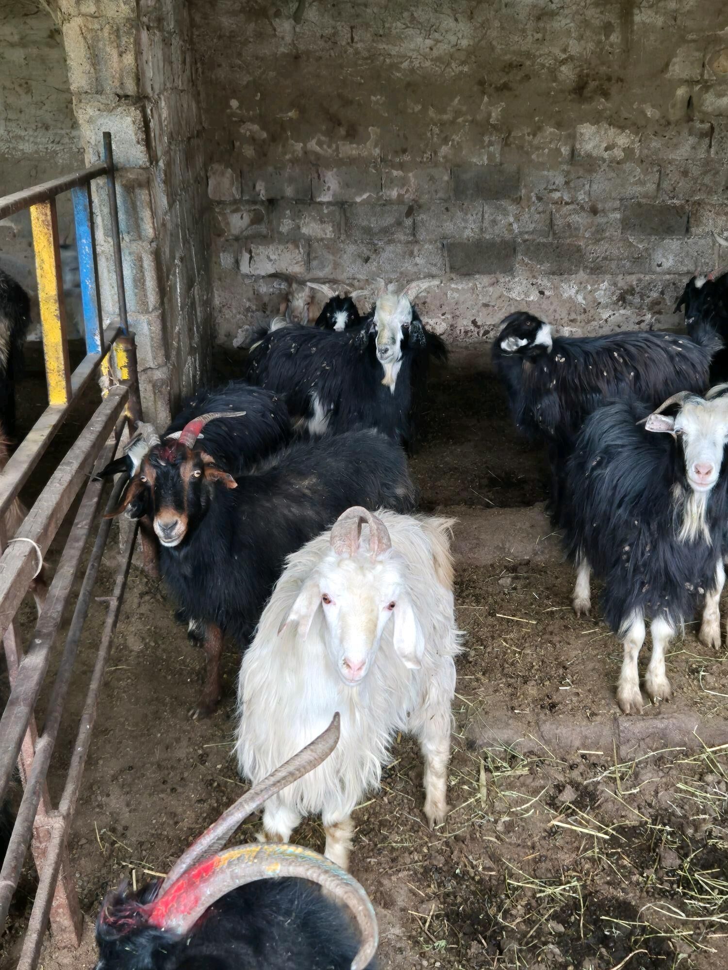 gwciy goyun - Гарадамак - img 5