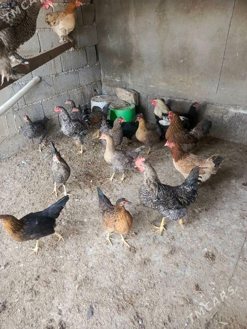 товук - Garadamak - img 6