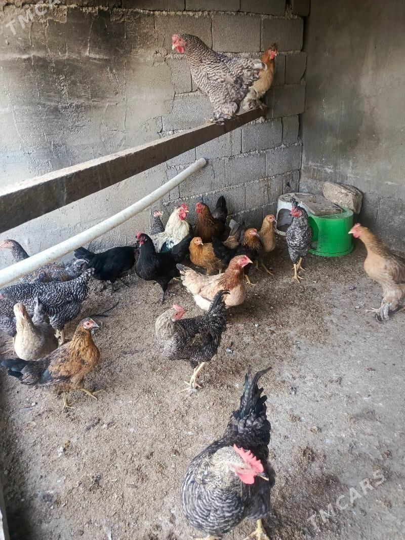 товук - Garadamak - img 3