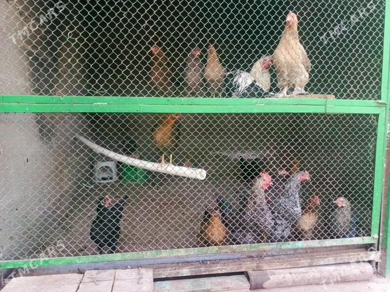 товук - Garadamak - img 5