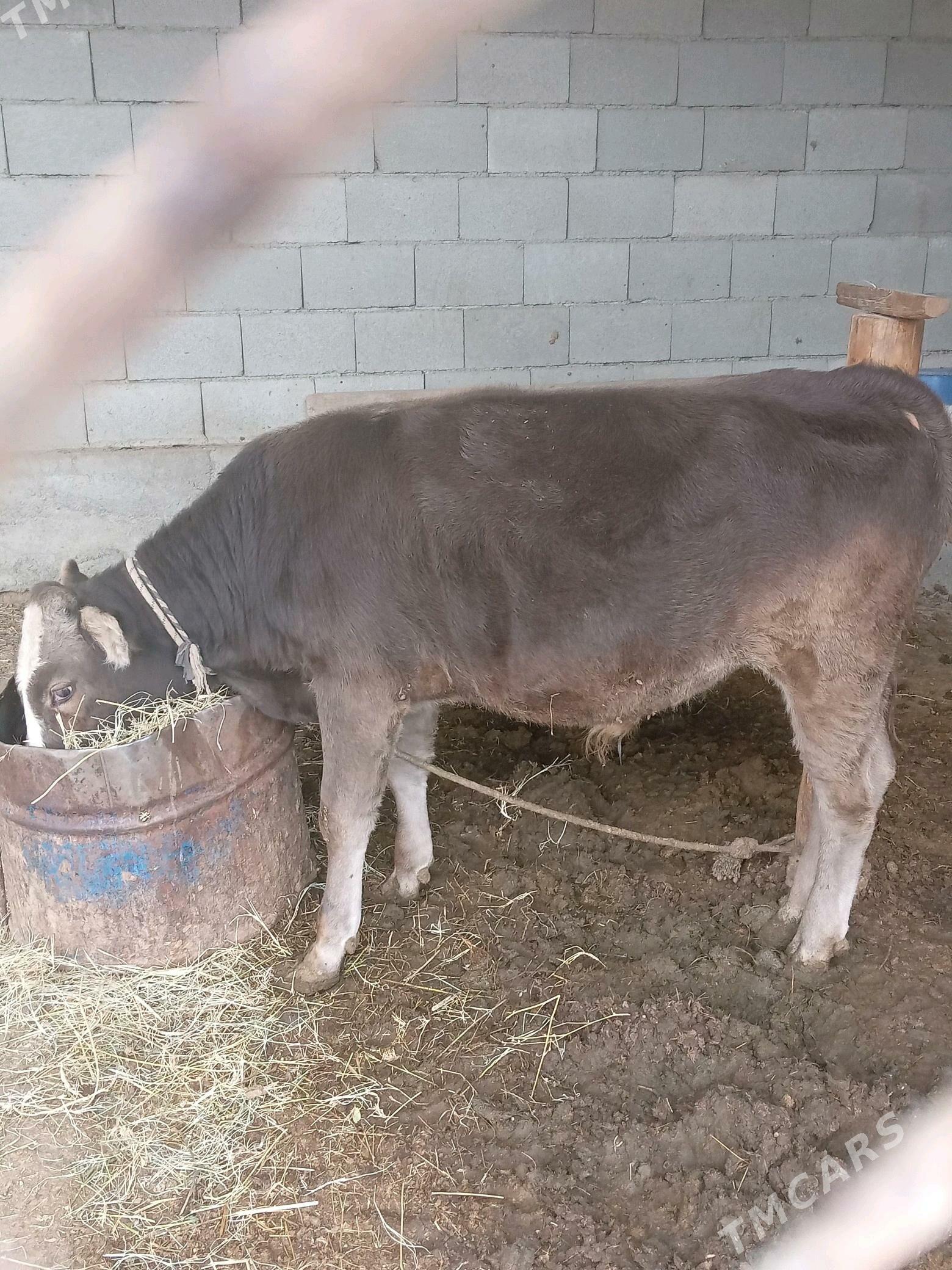 öküz. - Gökdepe - img 3