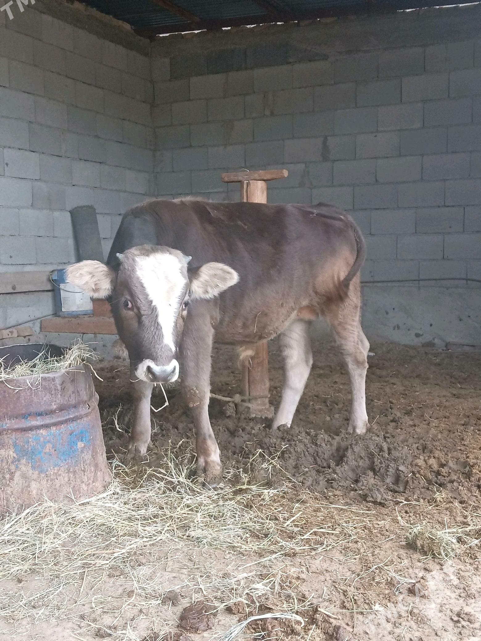 öküz. - Gökdepe - img 4