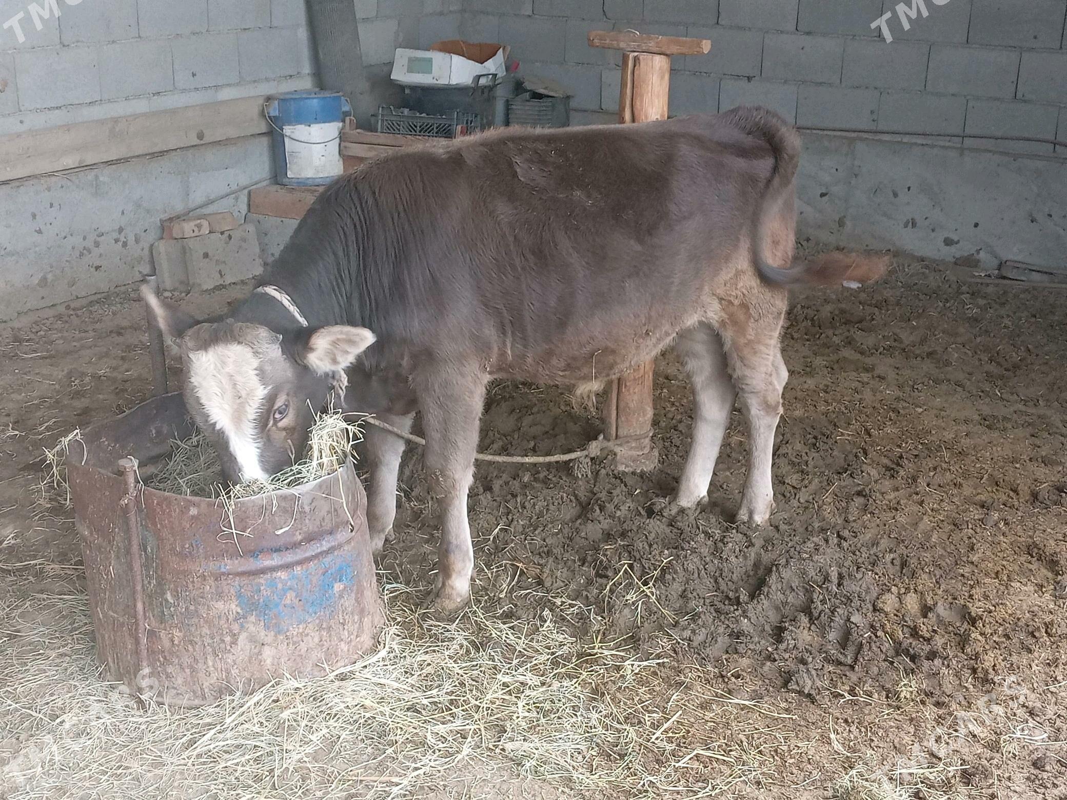 öküz. - Gökdepe - img 6