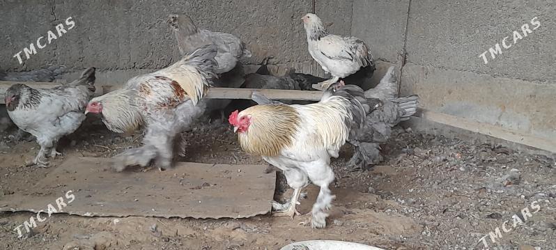 towuklar - Herrikgala - img 1