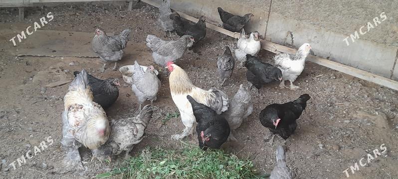 towuklar - Herrikgala - img 3