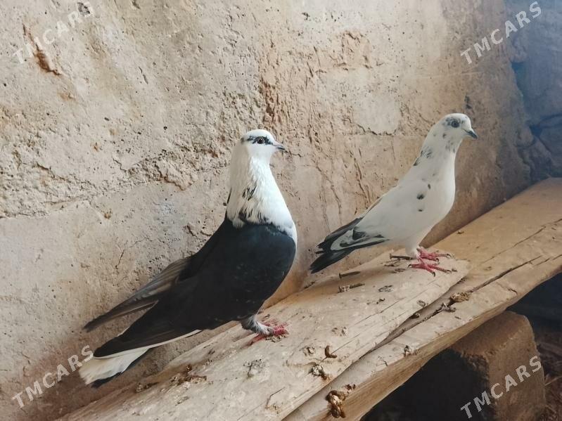 kepderi - Gyzylarbat - img 2