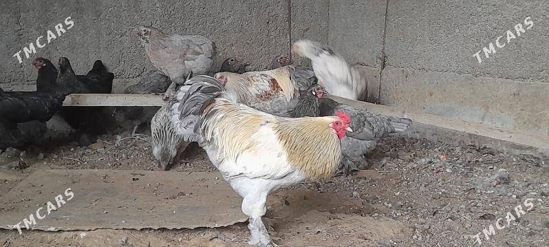 towuklar - Herrikgala - img 2