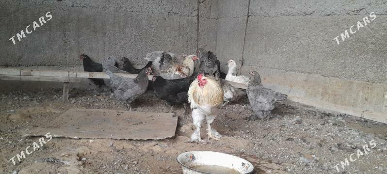 towuklar - Herrikgala - img 4