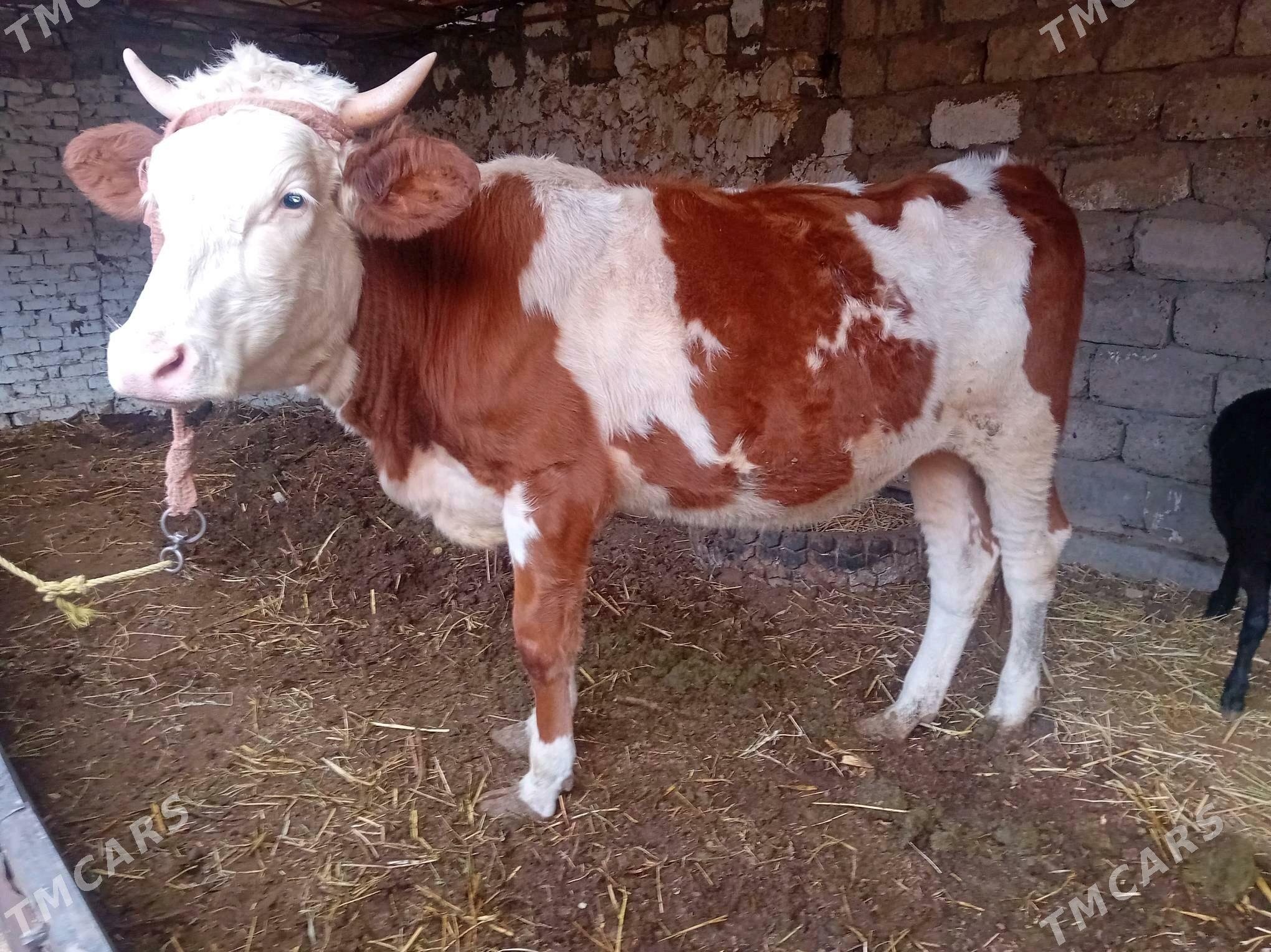 parodny unajyn - Türkmenabat - img 1