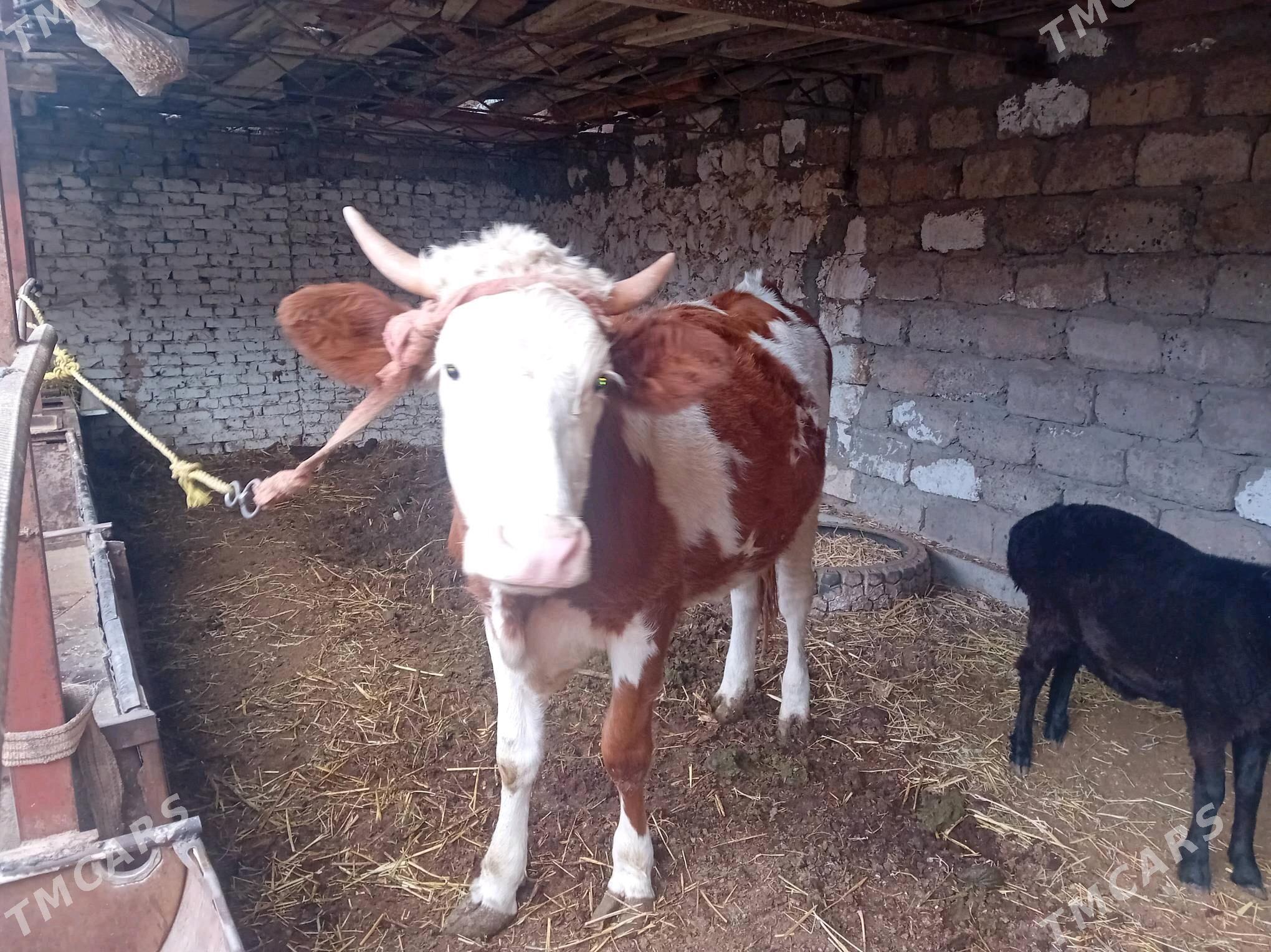 parodny unajyn - Türkmenabat - img 4