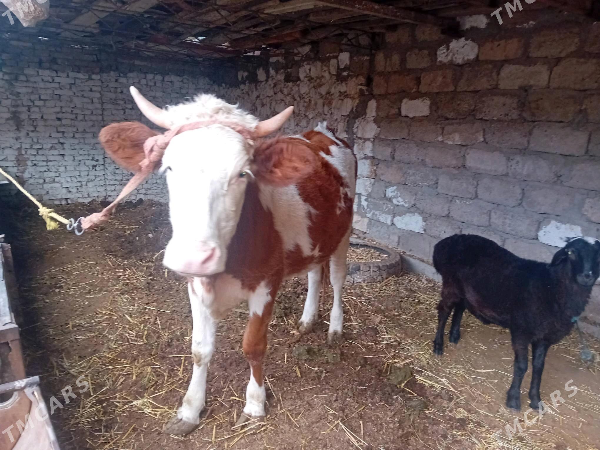 parodny unajyn - Türkmenabat - img 3