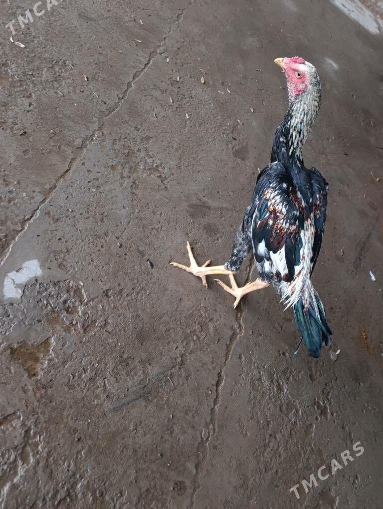 baysy - Saýat - img 2