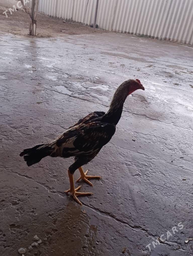 baysy - Saýat - img 3