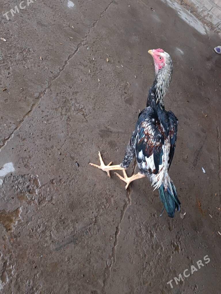 baysy - Saýat - img 1