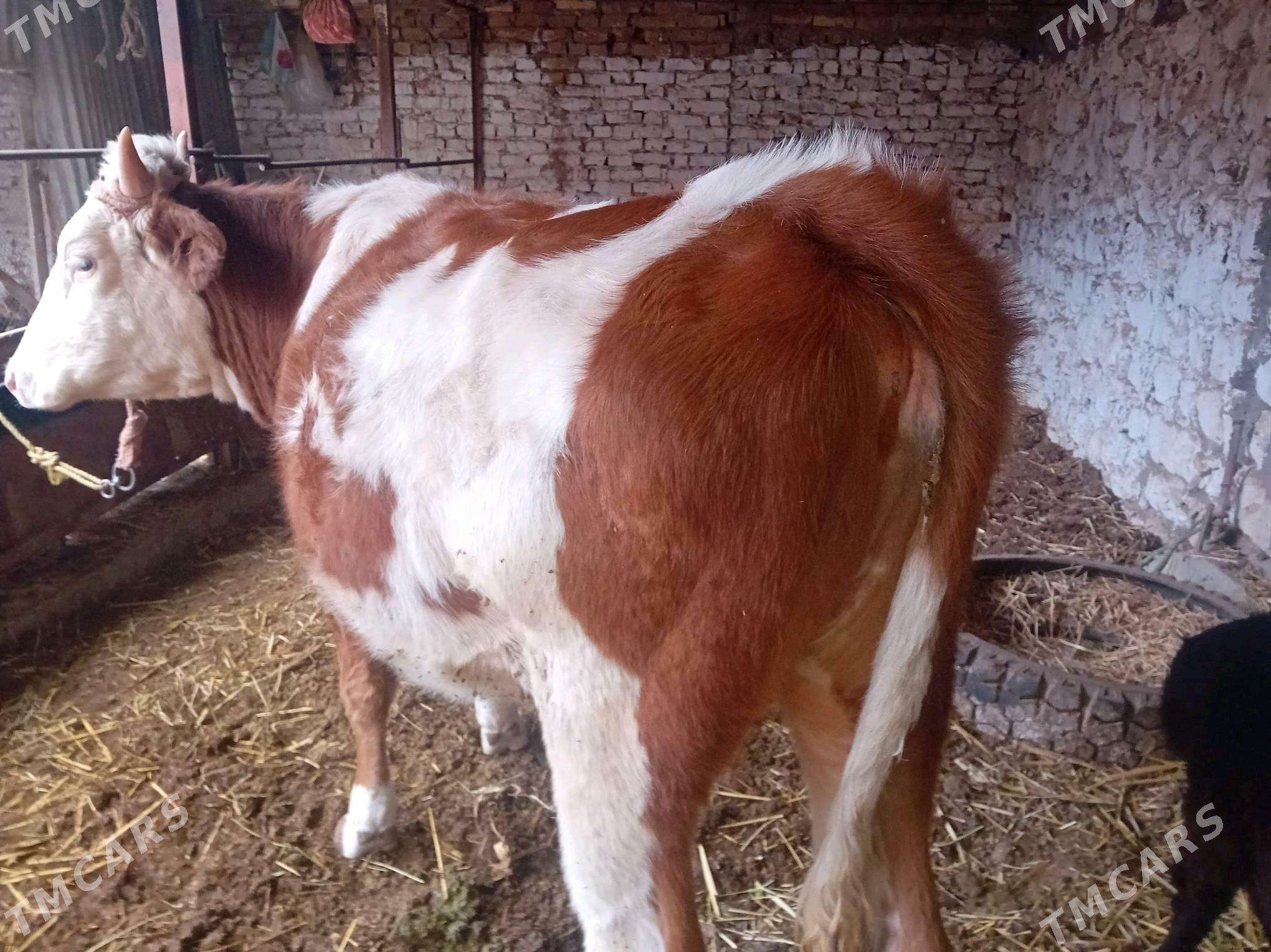 parodny unajyn - Türkmenabat - img 2