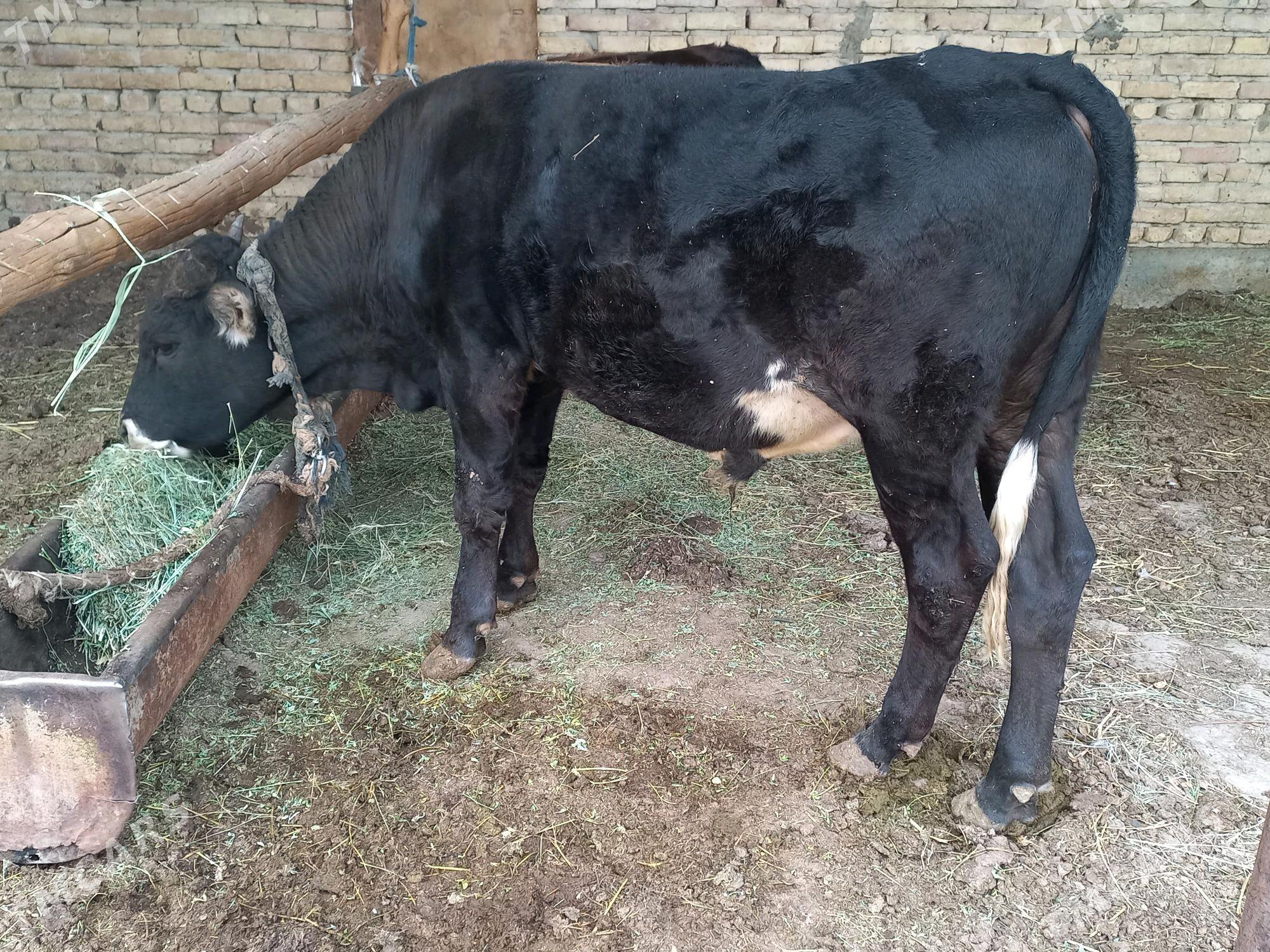 Okuz - Ýaşlyk - img 2