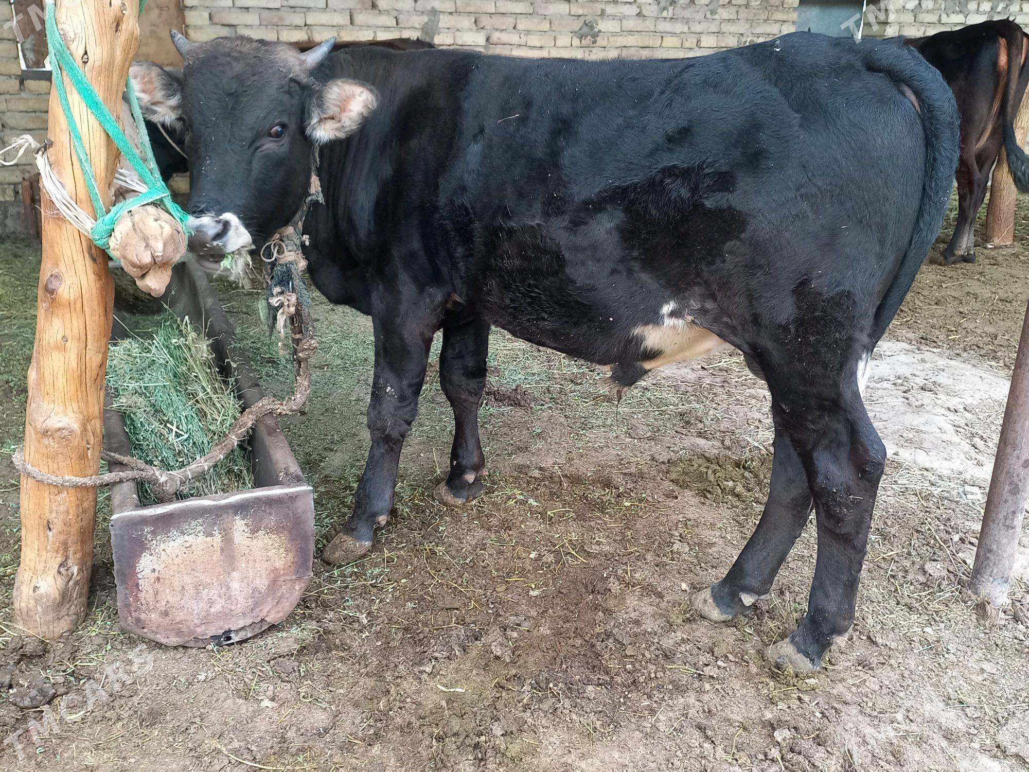 Okuz - Ýaşlyk - img 3