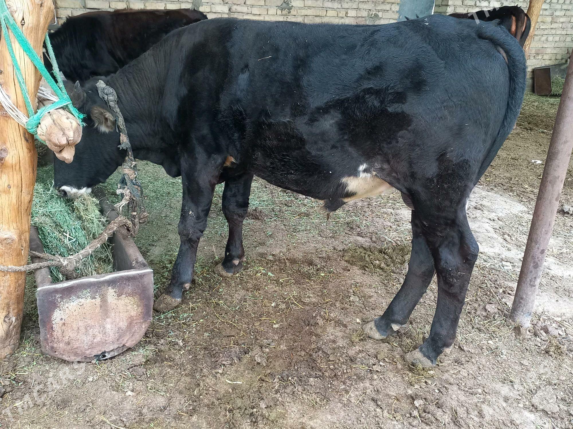 Okuz - Ýaşlyk - img 4