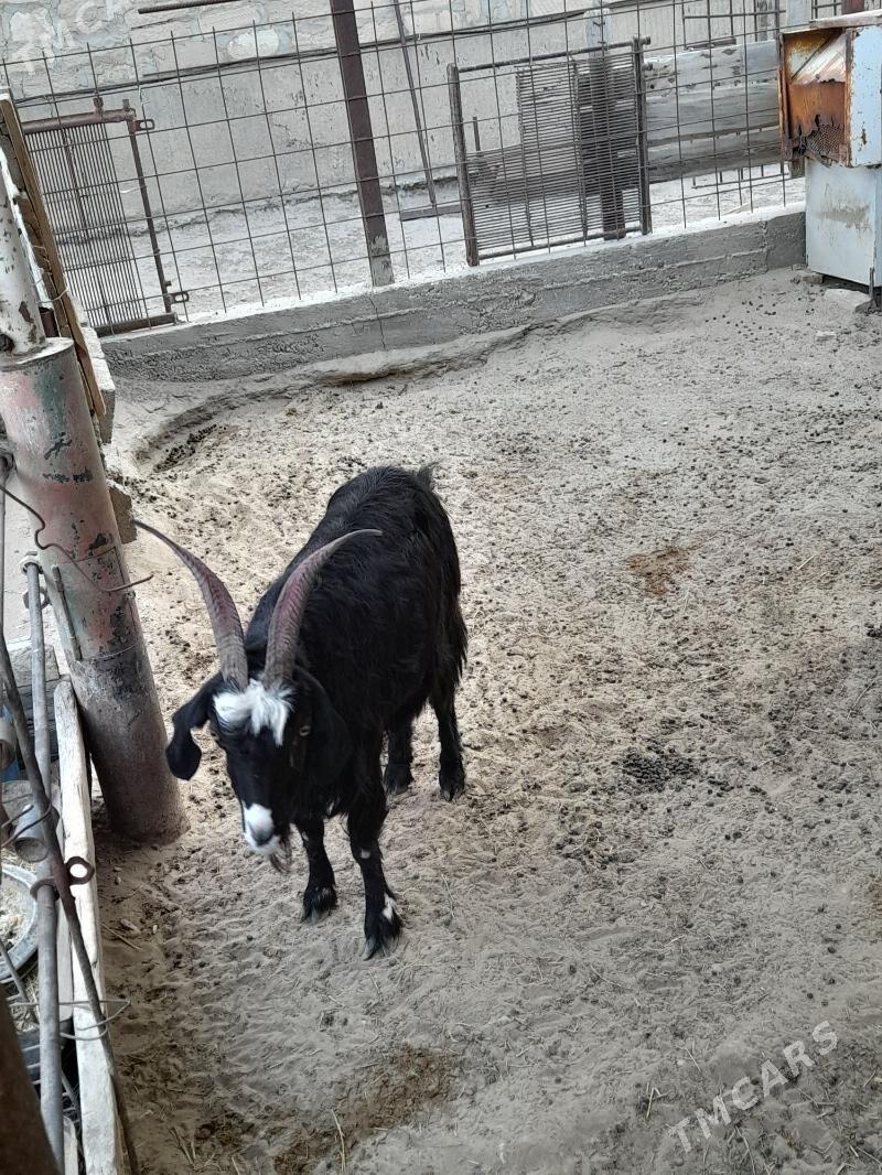 geçi - Gumdag - img 2