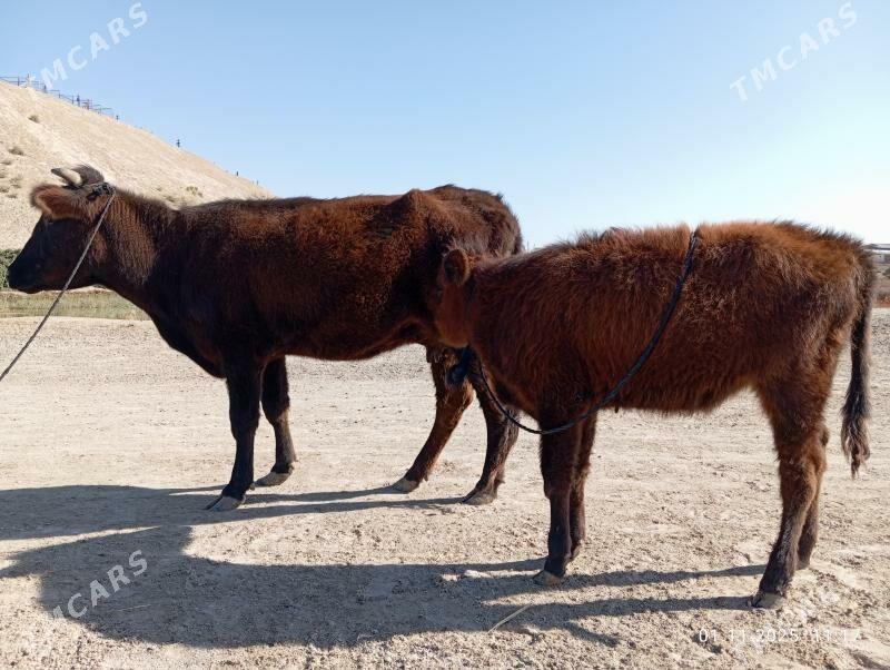 GOLELI SYGYR - Murgap - img 2