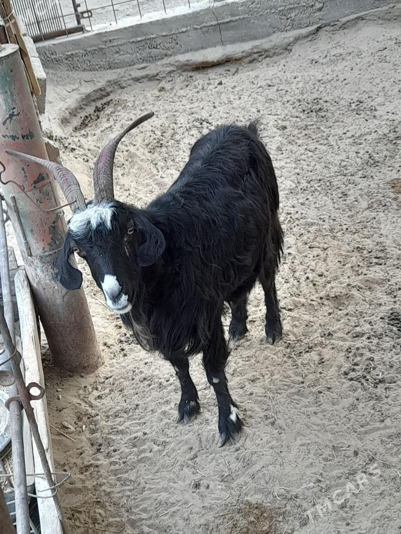 geçi - Gumdag - img 1